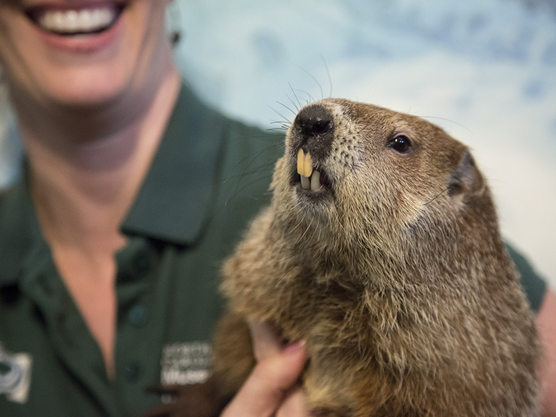 Groundhog Day - Products | North Carolina State Climate Office