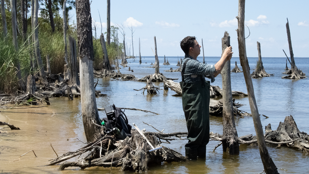 A photo of a researcher examining a tree overtaken by salt water as part of a ghost forest in eastern North Carolina