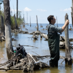A photo of a researcher examining a tree overtaken by salt water as part of a ghost forest in eastern North Carolina