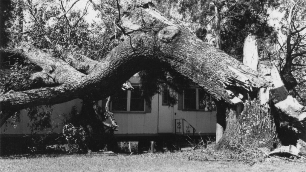 A photo of an oak tree damaged during Hurricane Hugo in 1989