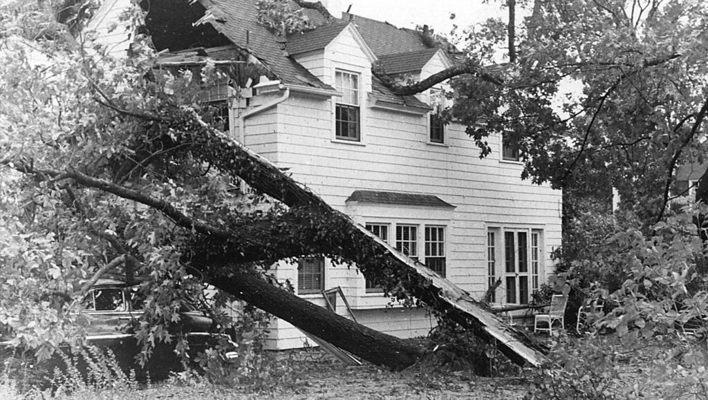A photo of tree damage at a house in Fayetteville after Hurricane Hazel in 1954